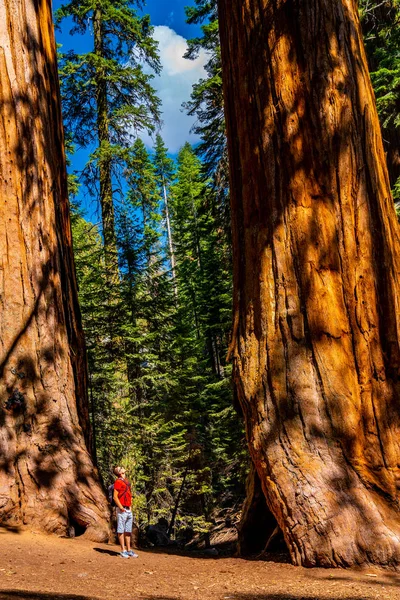 Jeune Homme Debout Près Énorme Séquoia Dans Parc National Sequoia — Photo