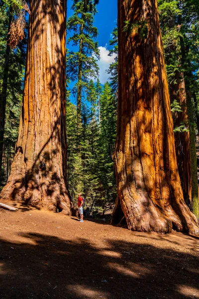 Giovane Vicino All Enorme Albero Sequoia Nel Parco Nazionale Sequoia — Foto Stock