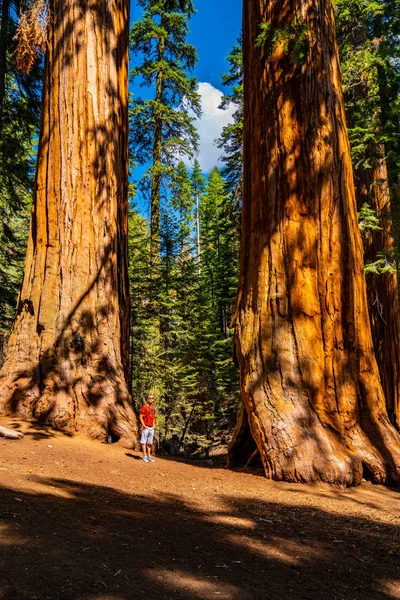 Giovane Vicino All Enorme Albero Sequoia Nel Parco Nazionale Sequoia — Foto Stock