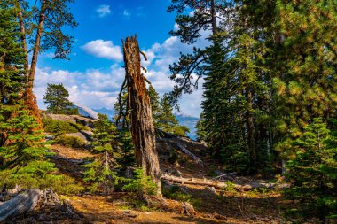 Güzel Yosemite Milli Parkı orman