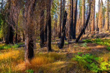 Güzel Yosemite Milli Parkı orman