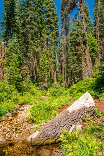优胜美地国家公园森林远足小径 — 图库照片