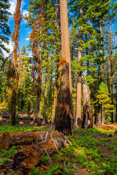 Bella Foresta Del Parco Nazionale Dello Yosemite — Foto Stock