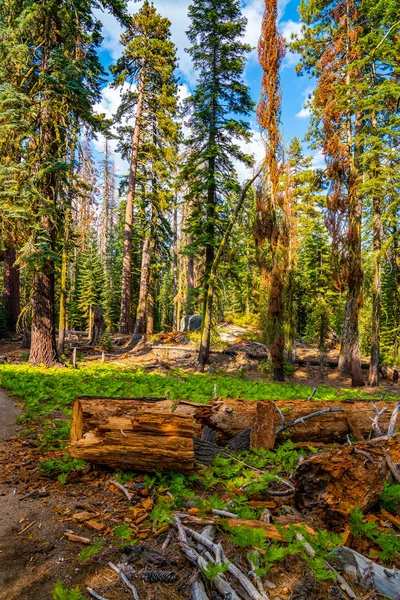 Schöner Yosemite Nationalpark Wald — Stockfoto
