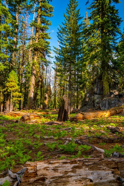 Krásný Yosemitského Národního Parku Les — Stock fotografie