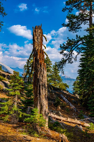 Національний Парк Йосеміті Beautiful Ліс — стокове фото