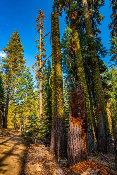 Schöner Yosemite Nationalpark Wald — Stockfoto