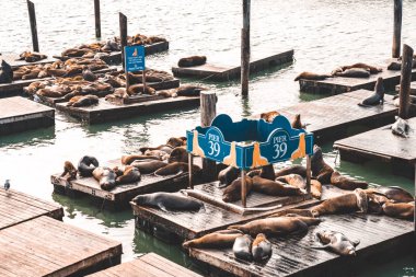 San Francisco, ABD Deniz Aslanları ile ünlü Pier 39. Alcatraz Adası görünümü defne ortasında.