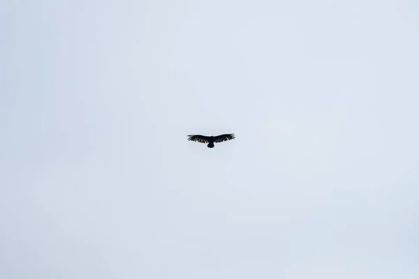 Águila Salvaje Volando Por Encima Del Punto Point Reyes California —  Fotos de Stock