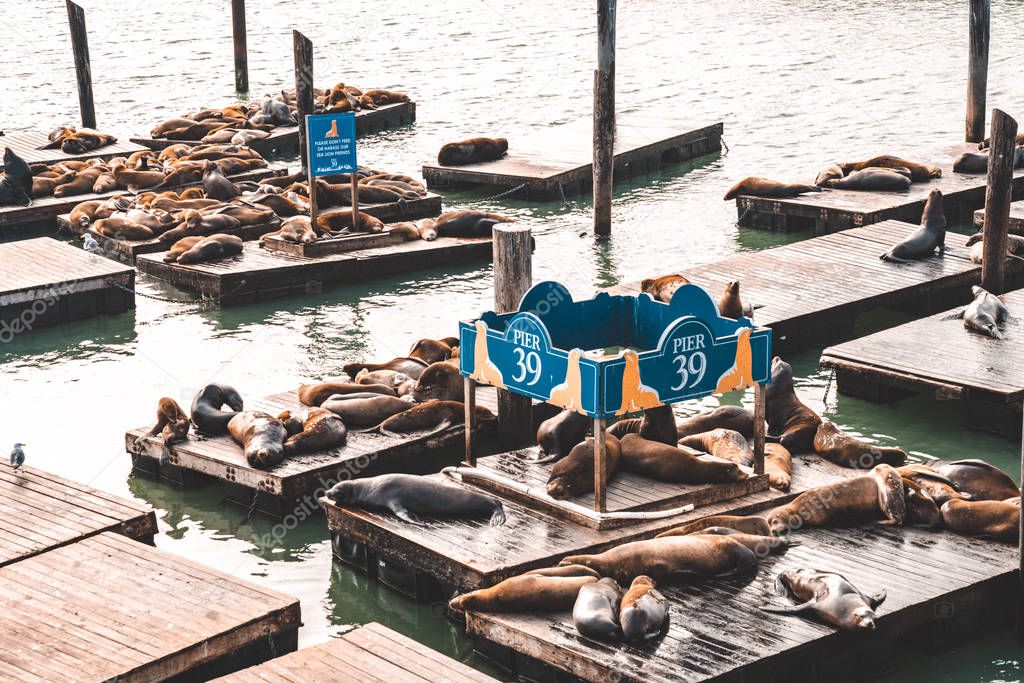 Famous Pier 39 with sea lions in San Francisco, USA. Alcatraz island view in the middle of the bay.