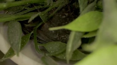 Kamera yeşil karahindiba çiçekleri ve taze yeşil çimenler arasında ilerliyor..