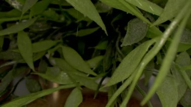 Kamera yeşil karahindiba çiçekleri ve taze yeşil çimenler arasında ilerliyor..