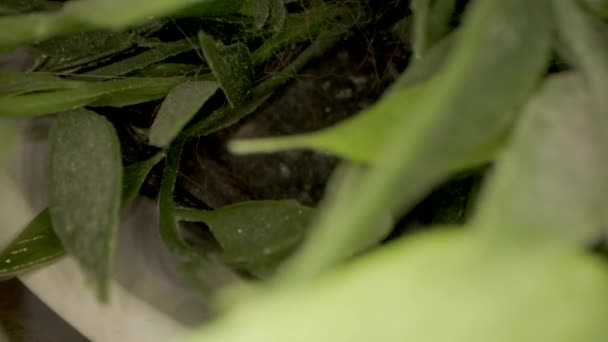 Kamera Yeşil Karahindiba Çiçekleri Taze Yeşil Çimenler Arasında Ilerliyor — Stok video