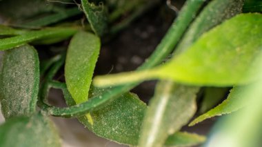 Kamera beyaz karahindiba çiçekleri ve taze yeşil çimenler arasında ilerliyor..