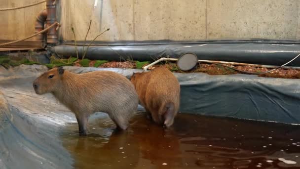 動物園の水の中でかわいいCapybaras — ストック動画