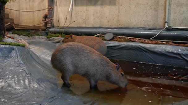 動物園の水の中でかわいいCapybaras — ストック動画