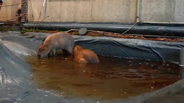 動物園の水の中でかわいいCapybaras — ストック動画