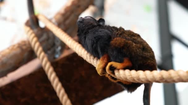 Tamarin Main Rouge Petit Singe — Video