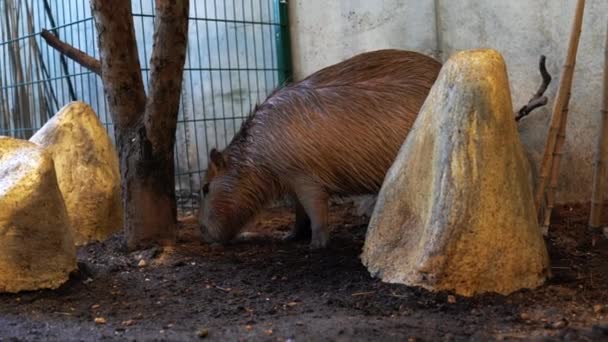 Aranyos Nagy Capybara Állatkertben — Stock videók