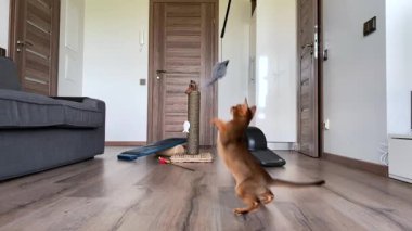 Riga, Letonya. 10 Haziran 2020. İçeride farklı oyuncaklarla oynayan, ağır çekimde zıplayan sevimli Habeş kedisi. Tatlı, tatlı, neşeli kedi..