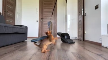 Riga, Letonya. 10 Haziran 2020. İçeride farklı oyuncaklarla oynayan, ağır çekimde zıplayan sevimli Habeş kedisi. Tatlı, tatlı, neşeli kedi..