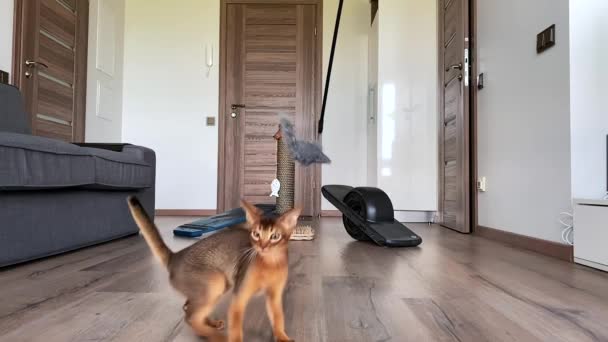 ラトビアのリガ 2020年6月10日 異なるおもちゃで屋内で遊んでかわいいアビシニア猫は スローモーションで飛び回っています かわいい甘い陽気な猫 — ストック動画