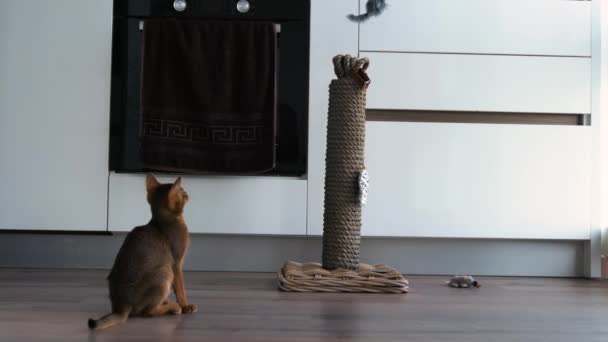 Riga Latvia June 2020 Cute Abyssinian Cat Playing Indoors Different — Stock Video