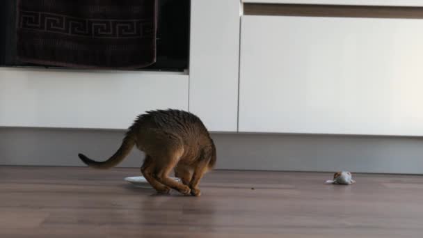 Gatinho Abissínio Bonito Comendo Comida Prato Cozinha — Vídeo de Stock