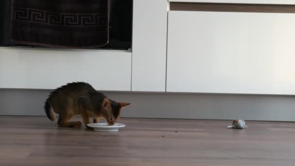 Χαριτωμένο Γατάκι Αβησσυνίας Τρώει Φαγητό Από Πιάτο Στην Κουζίνα — Αρχείο Βίντεο