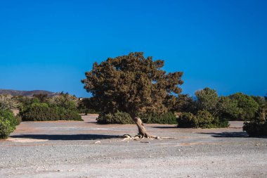 Yoğun yaprakları olan eğri büğrü bir ağaç, açık bir arazide, kumlu topraklar ve açık mavi bir gökyüzünün altında seyrek bir bitki örtüsü altında duruyor..