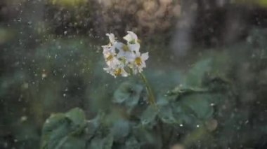 Patates çiçek yağmur patates alan