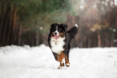 Bernese dağ köpeği karlı kış ormanda çalışan