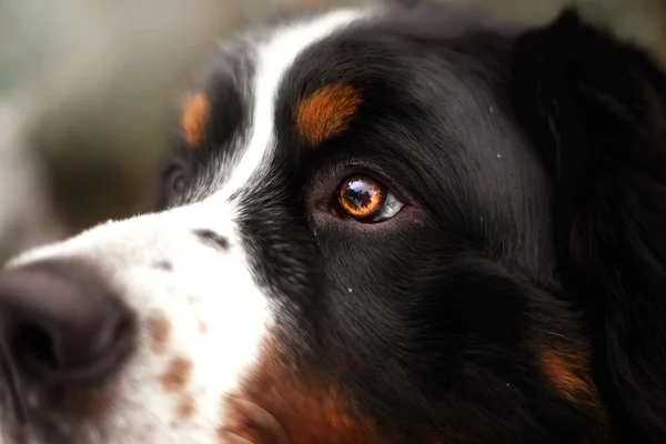 Zavřít Pohled Portrét Bernský Salašnický Pes Zlatýma Očima — Stock fotografie