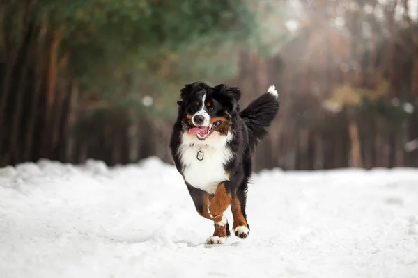 Bernese Mountain Dog Running Snowy Winter Forest — Stock Photo, Image