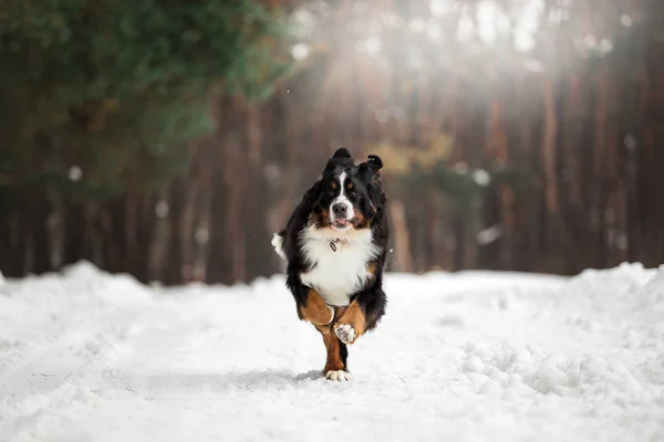 Bernese dağ köpeği karlı kış ormanda çalışan