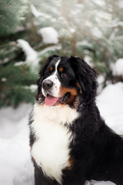 Close View Portrait Bernese Mountain Dog Winter Forest — Stock Photo, Image