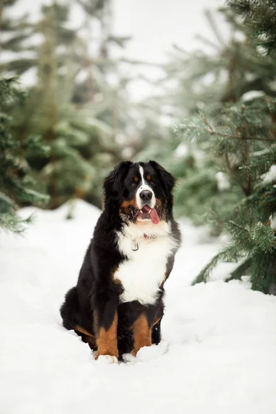 白い冬景色でふわふわの Bernese 山犬の肖像画 — ストック写真