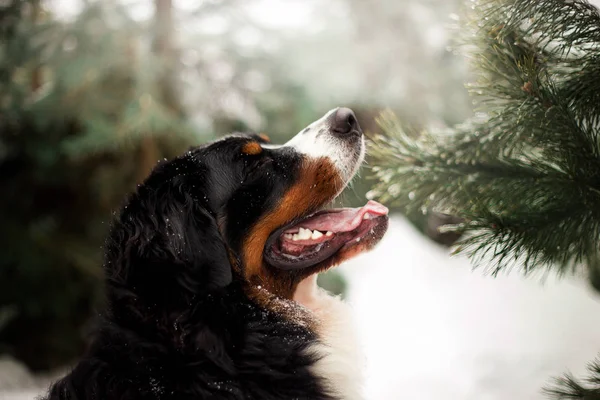 Bernese dağ köpeği kış ormandaki portresi Görünümü Kapat