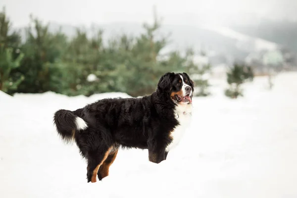 Portrait Fluffy Bernese Mountain Dog White Winter Landscape — Stock Photo, Image