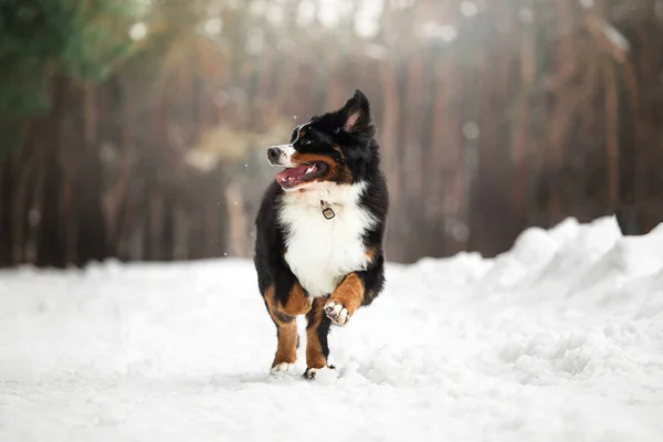 Bernese Mountain Dog running in snowy winter forest