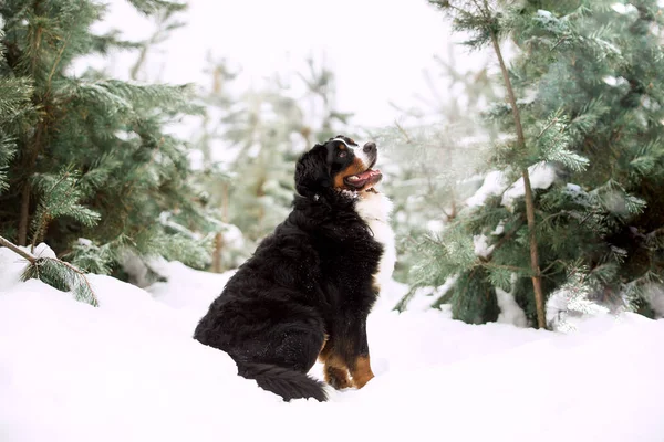 Kabarık Bernese dağ köpeği beyaz kış manzara portresi 