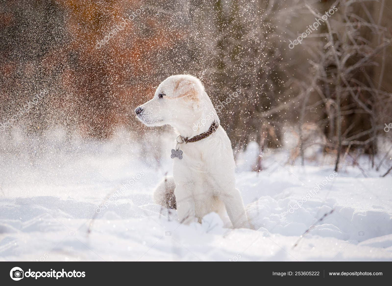 Puppy Golden Retriever Playing Snow Daytime Stock Photo