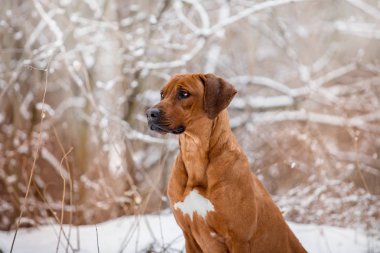 ağaçlandırma tennessee brindle köpek kış ormanda oynarken