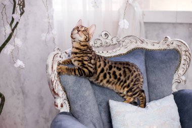 evde Bengal kedi portre 