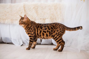 evde oyunlarda zaman harcama oyuncu sevimli kedi