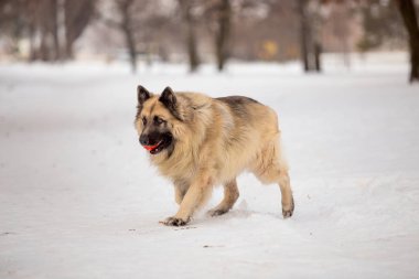 kış sezonunda açık havada oynayan bekçi köpeği
