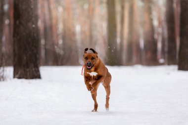ağaçlandırma tennessee brindle köpek kış ormanda oynarken