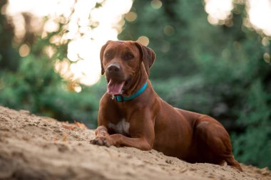 yaz sezonunda kum üzerinde yatan ağaçtennessee brindle köpek