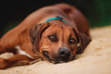 yaz sezonunda kum üzerinde yatan ağaçtennessee brindle köpek