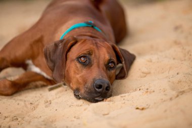 yaz sezonunda kum üzerinde yatan ağaçtennessee brindle köpek